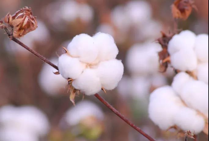 棉籽油精煉加工設備，企鵝機械提高油料綜合利用率(圖1)